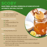 Kombucha SCOBY and Starter Tea - Image 2