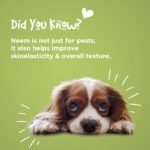 HempyPaws Antifungal & Antibacterial Pet Shampoo – pH-Balanced Cleansing for Dogs & Cats - Image 3