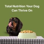 Wet Dog Food Real Veggies Ready to Eat Pet Food Human-Grade Ingredients, 100% Natural & Preservative-Free Vegan Dog Food for Puppies & Adults - Image 5