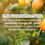 Curry Leaves & Biotin Shampoo + Conditioner Combo - 400 ml Each - Image 5