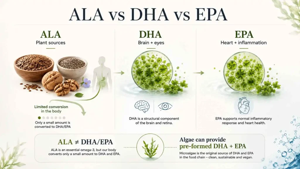ALA vs DHA vs EPA comparison showing flaxseed, chia and walnuts as plant sources of ALA, while microalgae provide direct DHA and EPA.